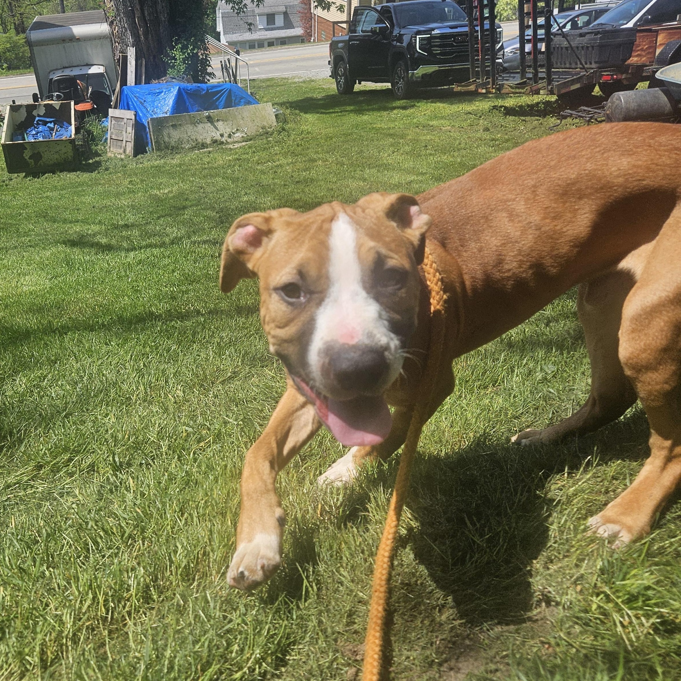 Enlarge Hercules, an adoptable mixed breed in Claridge, PA image 2/6