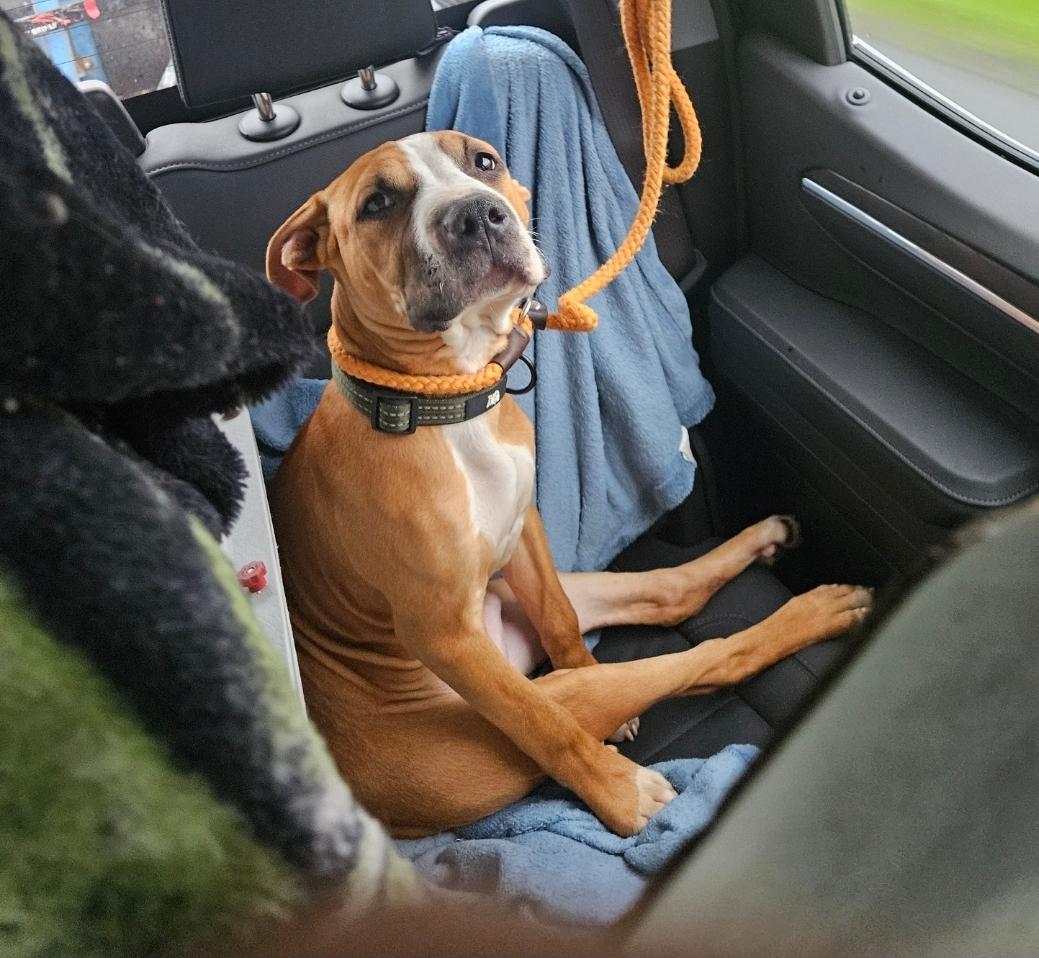 Enlarge Hercules, an adoptable mixed breed in Claridge, PA image 1/6