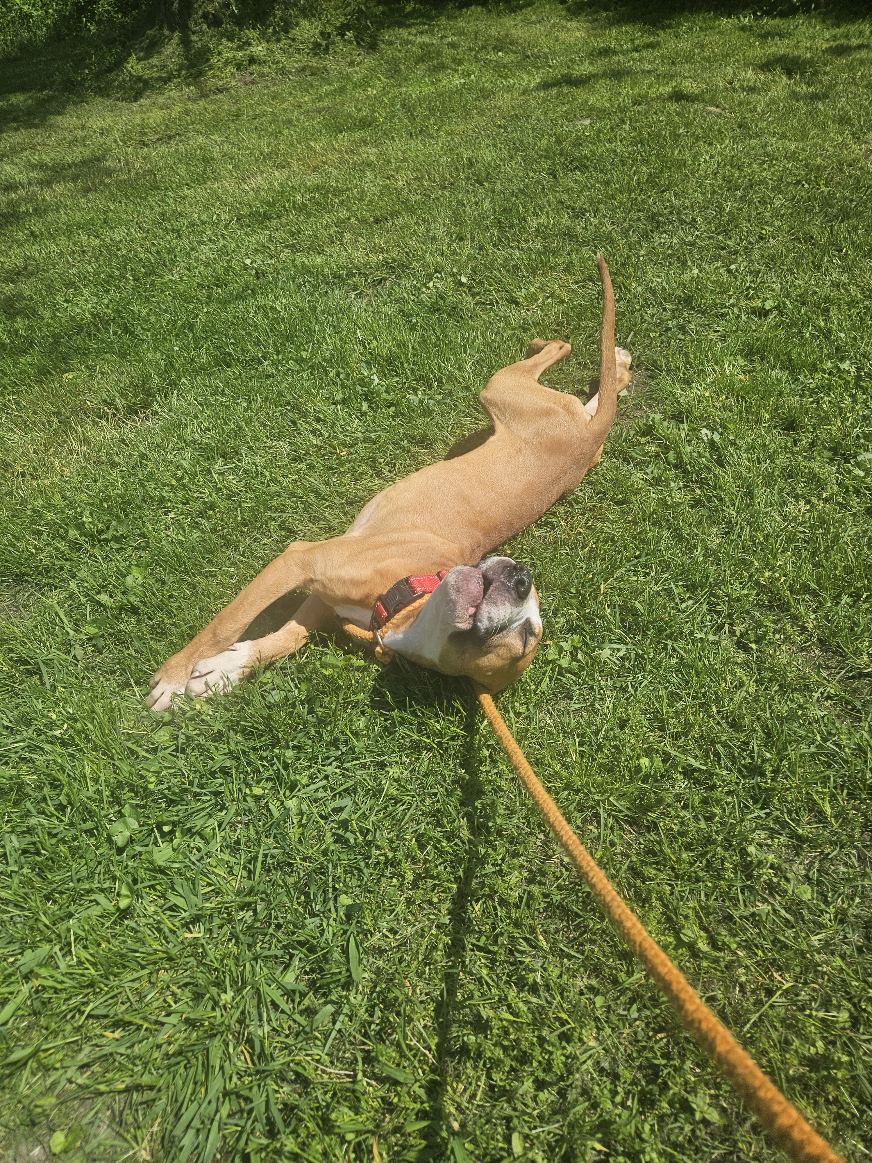 Enlarge Hercules, an adoptable mixed breed in Claridge, PA image 3/6