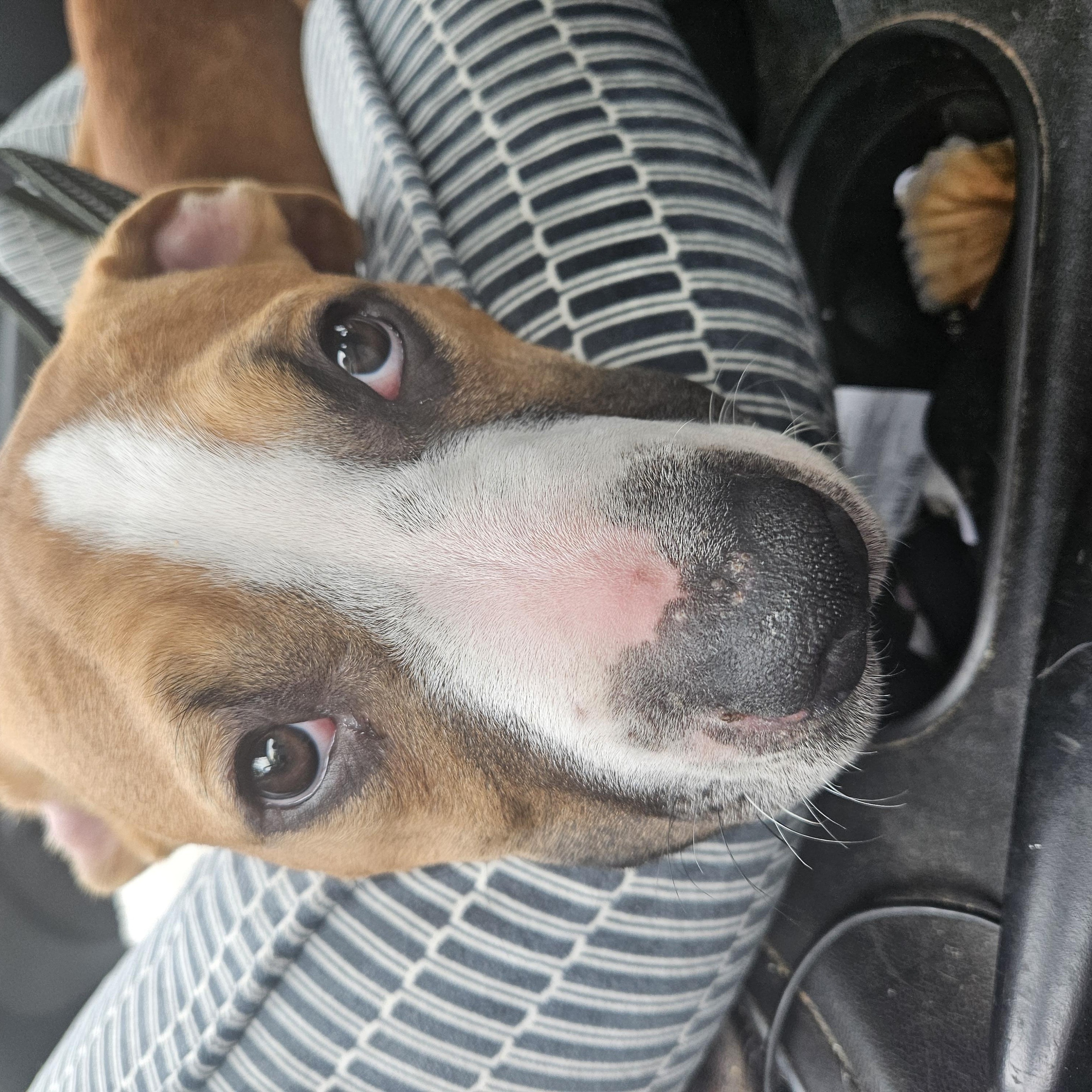 Enlarge Hercules, an adoptable mixed breed in Claridge, PA image 4/6