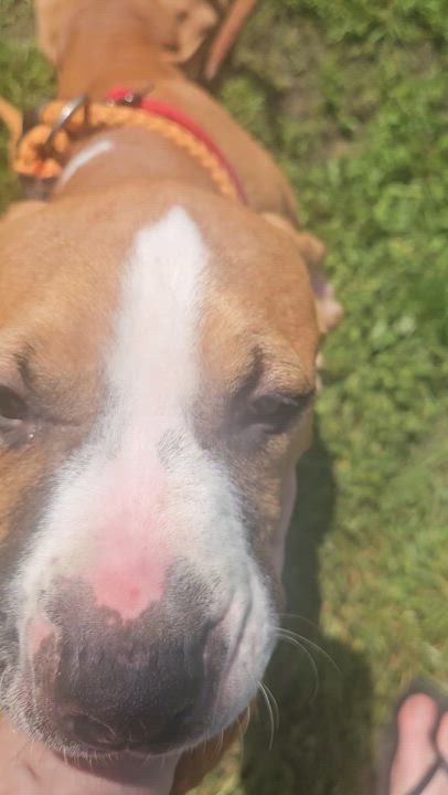 Enlarge Hercules, an adoptable mixed breed in Claridge, PA video 5/6