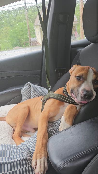Enlarge Hercules, an adoptable mixed breed in Claridge, PA video 6/6
