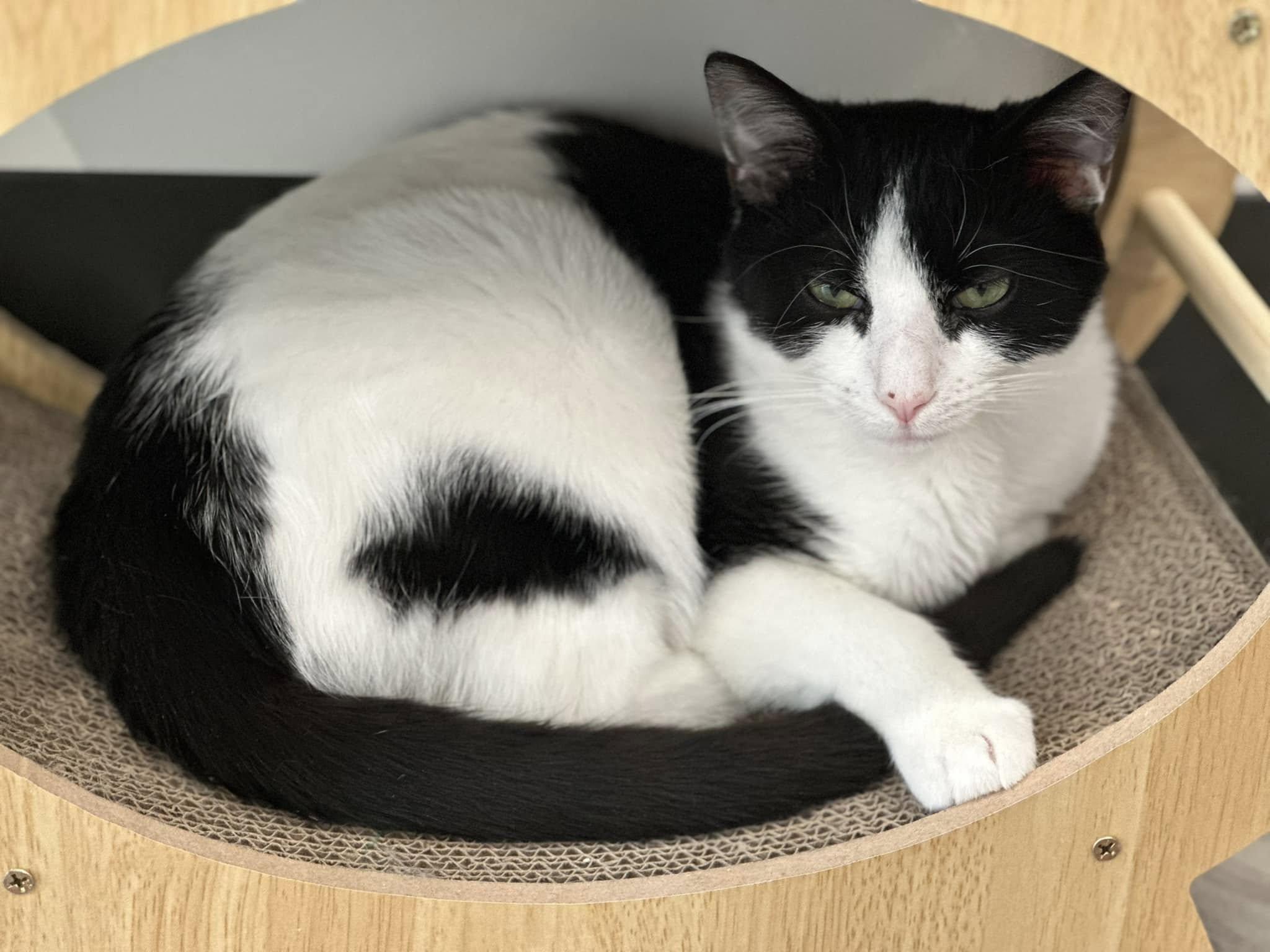Pete, Young Male Domestic Short Hair