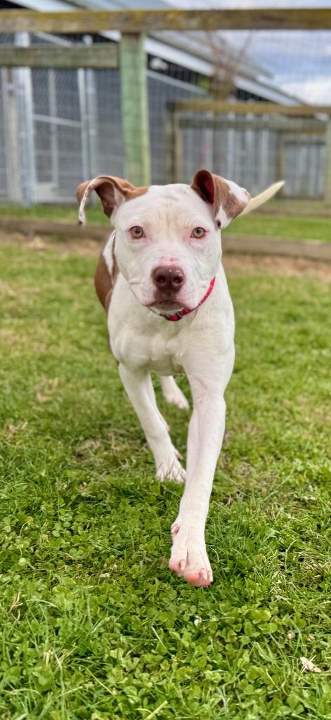 Enlarge Amber, a Adoptable mixed breed in Hudson, NY image 1/2