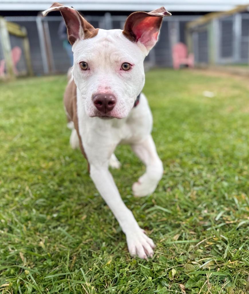 Enlarge Amber, a Adoptable mixed breed in Hudson, NY image 2/2