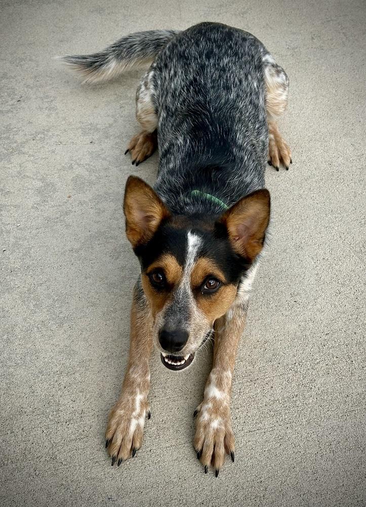Wally, Adoptable, Adult Male Australian Cattle Dog / Blue Heeler.