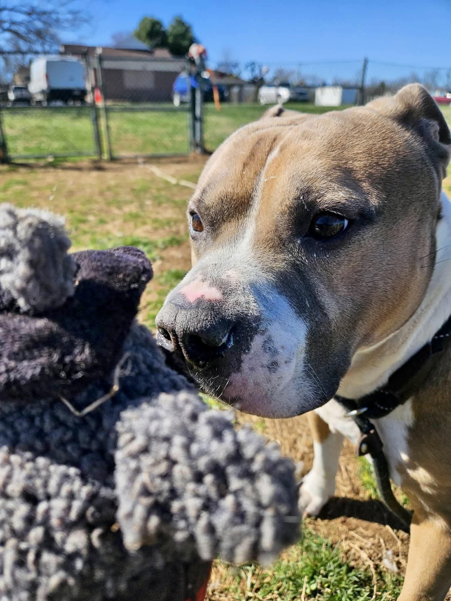 Toaster Strudel, a ADOPTABLE American Bully in Culpeper, VA image 4/6