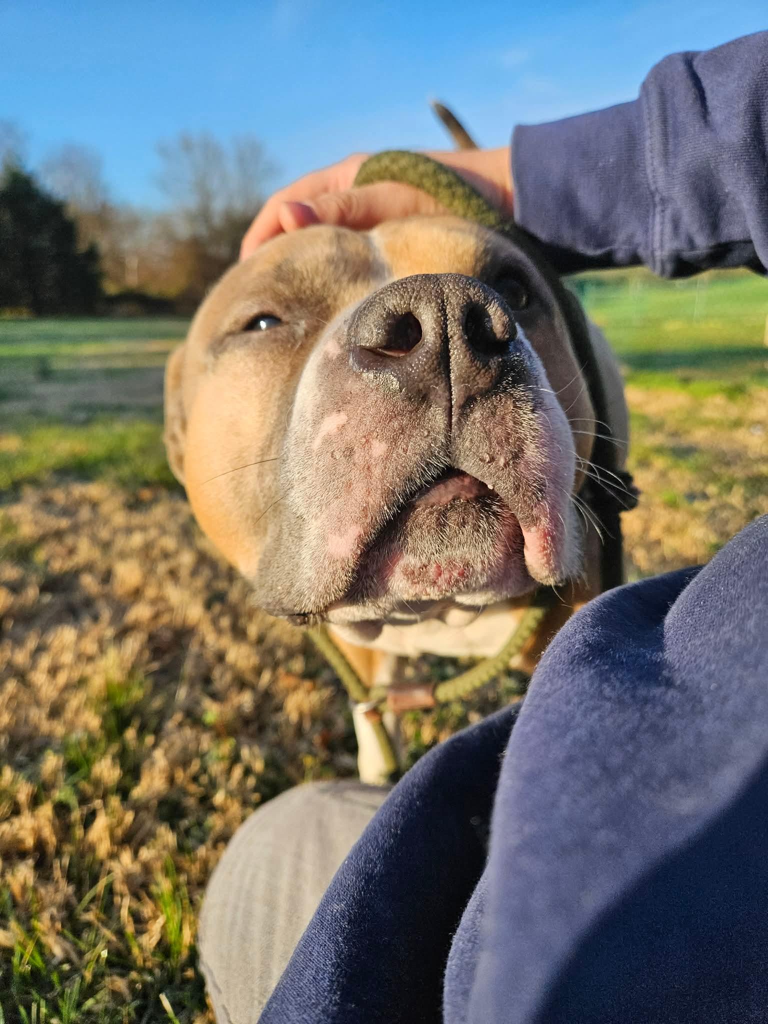 Toaster Strudel, a ADOPTABLE American Bully in Culpeper, VA image 6/6