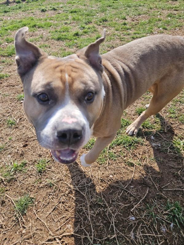 Toaster Strudel, a ADOPTABLE American Bully in Culpeper, VA image 1/6