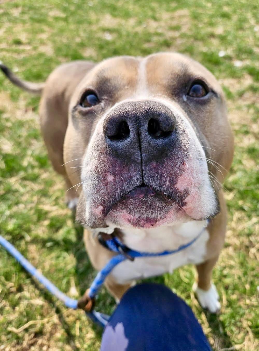 Toaster Strudel, a ADOPTABLE American Bully in Culpeper, VA image 5/6