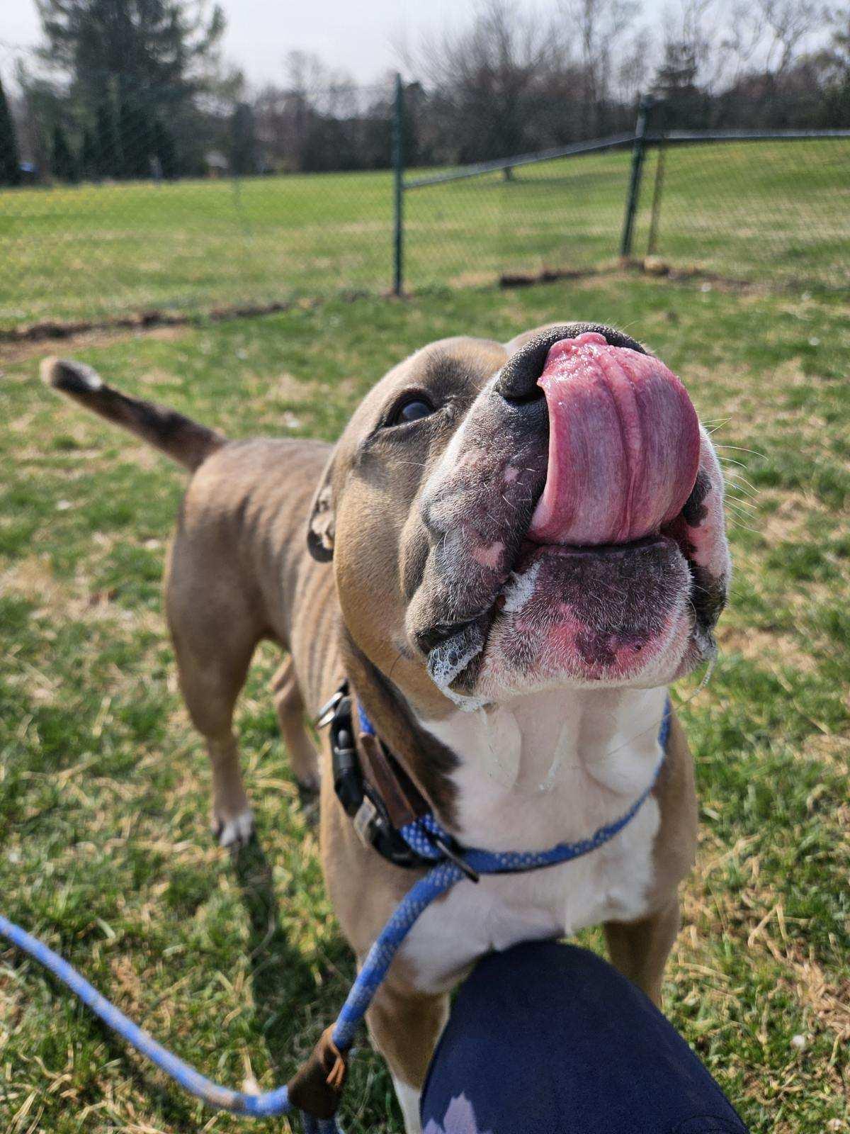 Toaster Strudel, a ADOPTABLE American Bully in Culpeper, VA image 3/6