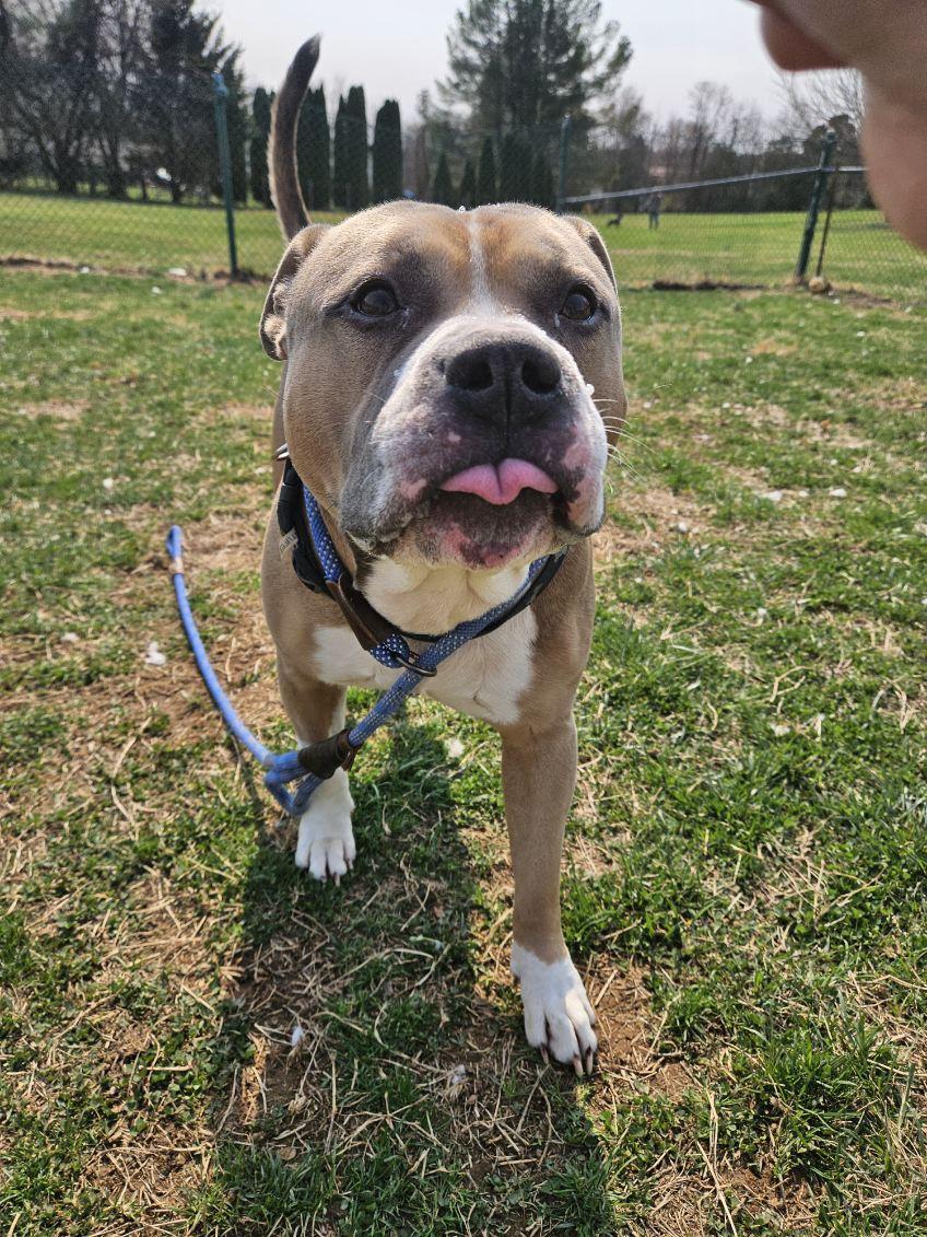 Toaster Strudel, a ADOPTABLE American Bully in Culpeper, VA image 2/6