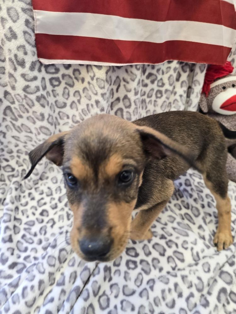 Enlarge Annie, a Adoptable mixed breed in Albuquerque, NM image 4/6