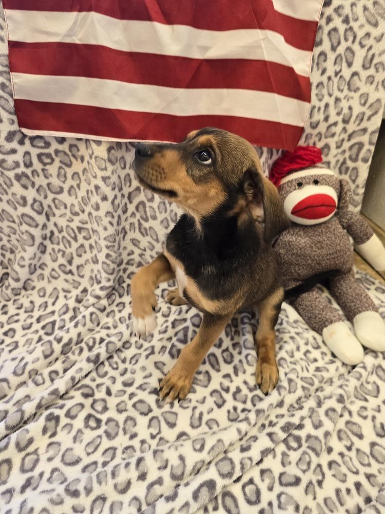 Enlarge Annie, a Adoptable mixed breed in Albuquerque, NM image 5/6