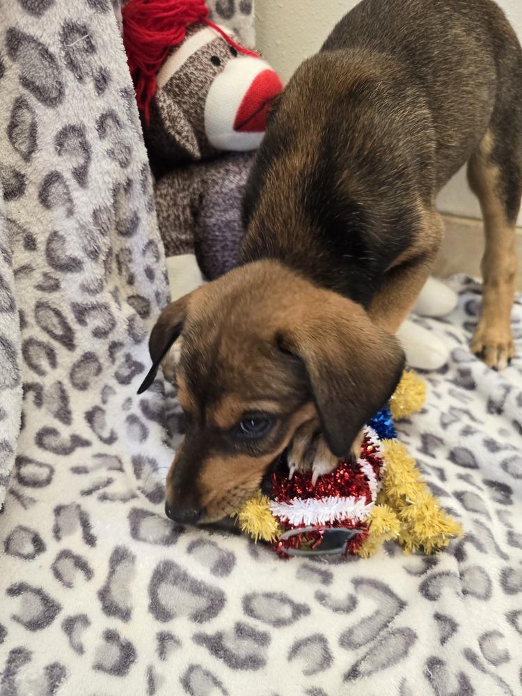 Enlarge Annie, a Adoptable mixed breed in Albuquerque, NM image 6/6