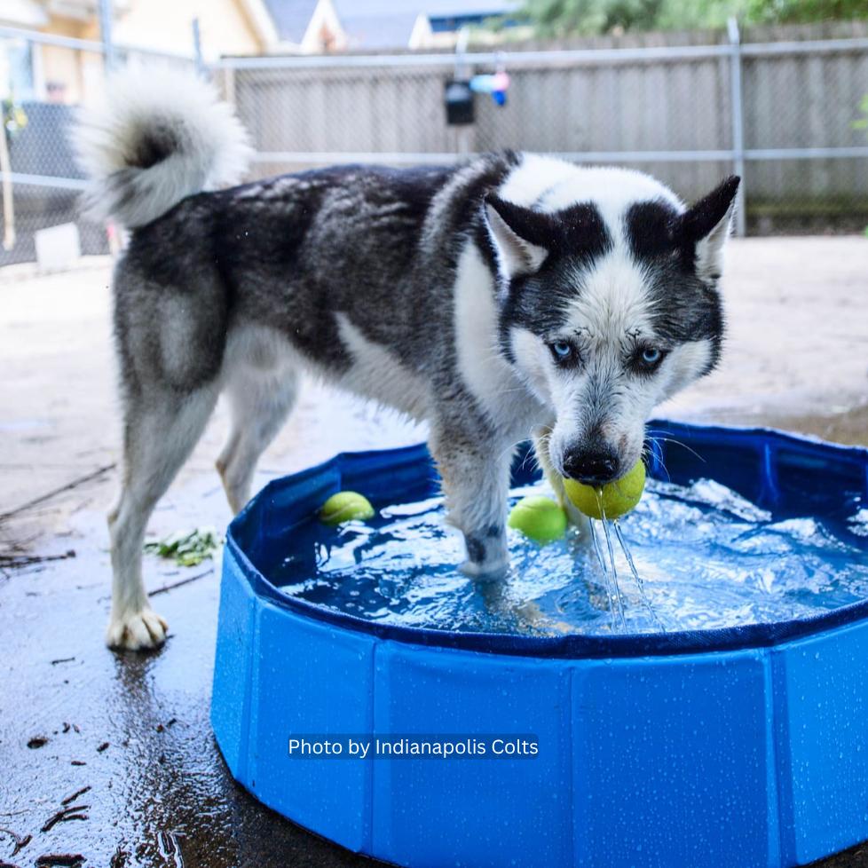 Enlarge Modi, a Adoptable mixed breed in Indianapolis, IN image 1/4