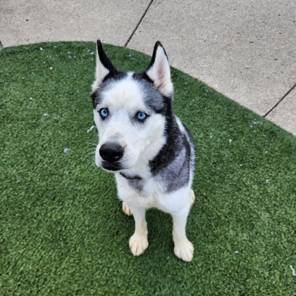 Enlarge Modi, a Adoptable mixed breed in Indianapolis, IN image 2/4