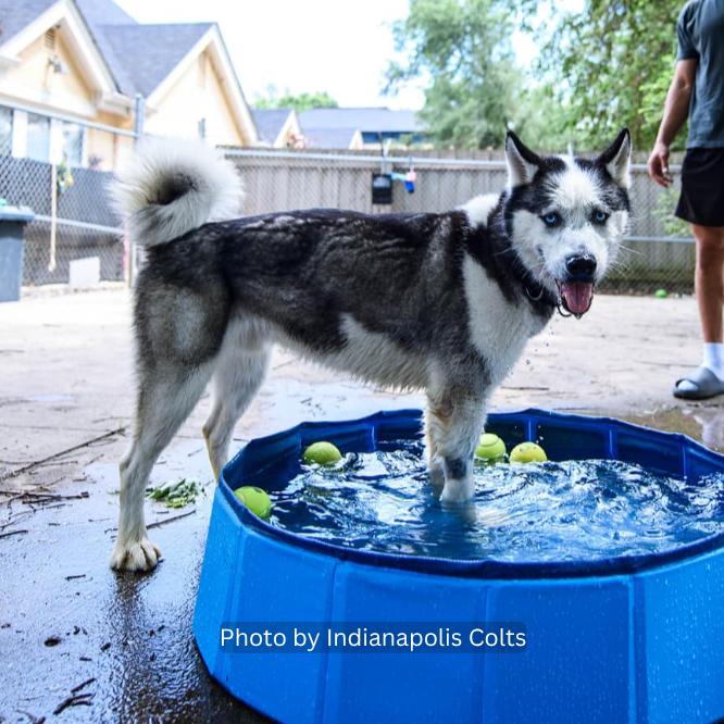 Enlarge Modi, a Adoptable mixed breed in Indianapolis, IN image 3/4