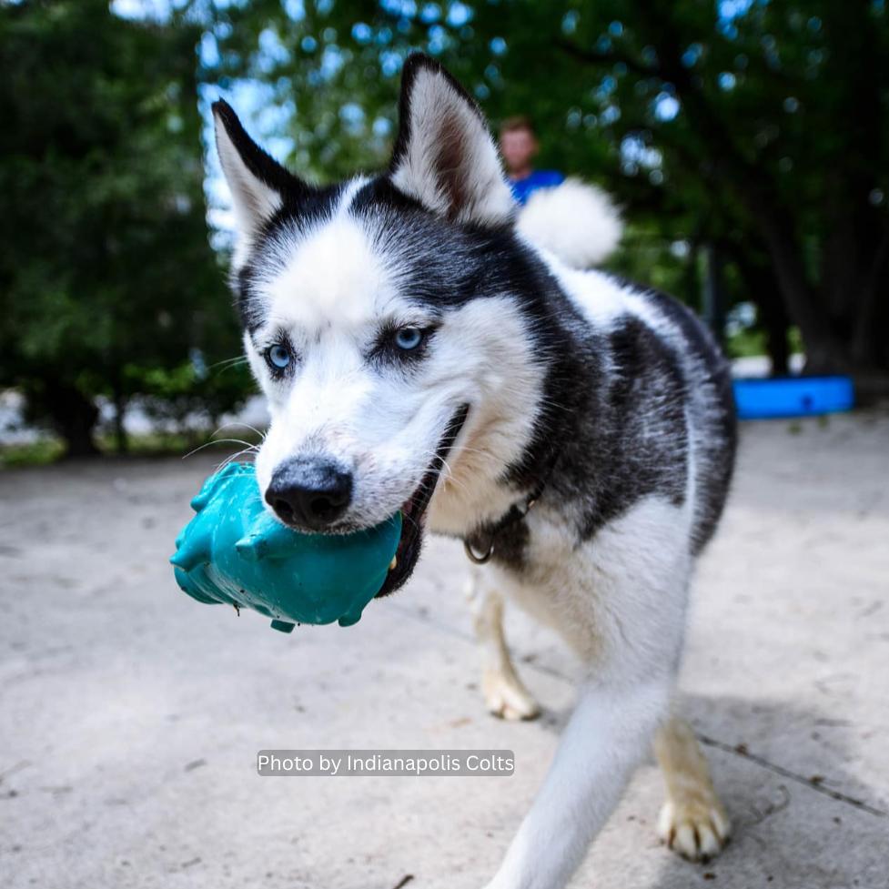 Enlarge Modi, a Adoptable mixed breed in Indianapolis, IN image 4/4
