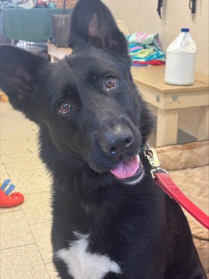 Enlarge Grizzly, a Adoptable mixed breed in Wantagh, NY image 1/3