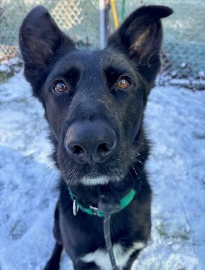 Enlarge Grizzly, a Adoptable mixed breed in Wantagh, NY image 2/3