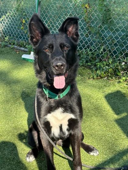Enlarge Grizzly, a Adoptable mixed breed in Wantagh, NY image 3/3