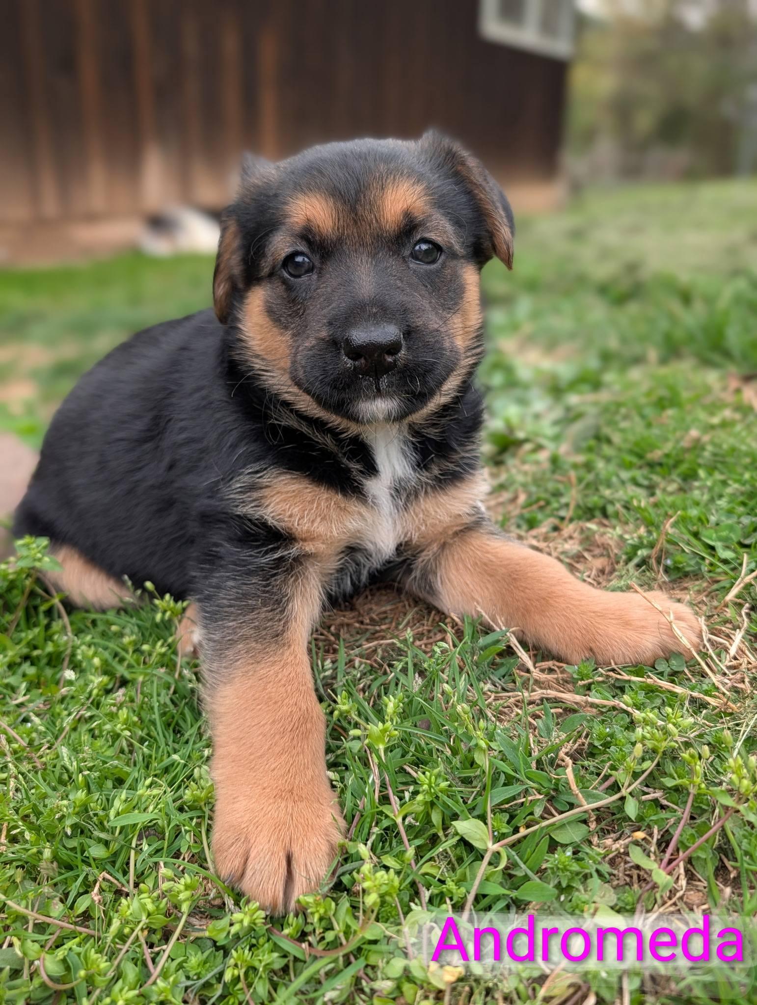 Enlarge Andromeda, a ADOPTABLE mixed breed in Sparta, NJ image 1/1