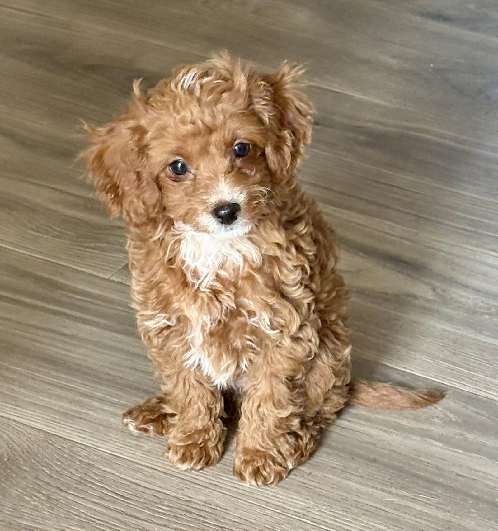 Ashley, Adopted, Puppy Female Cavalier King Charles Spaniel & Poodle.