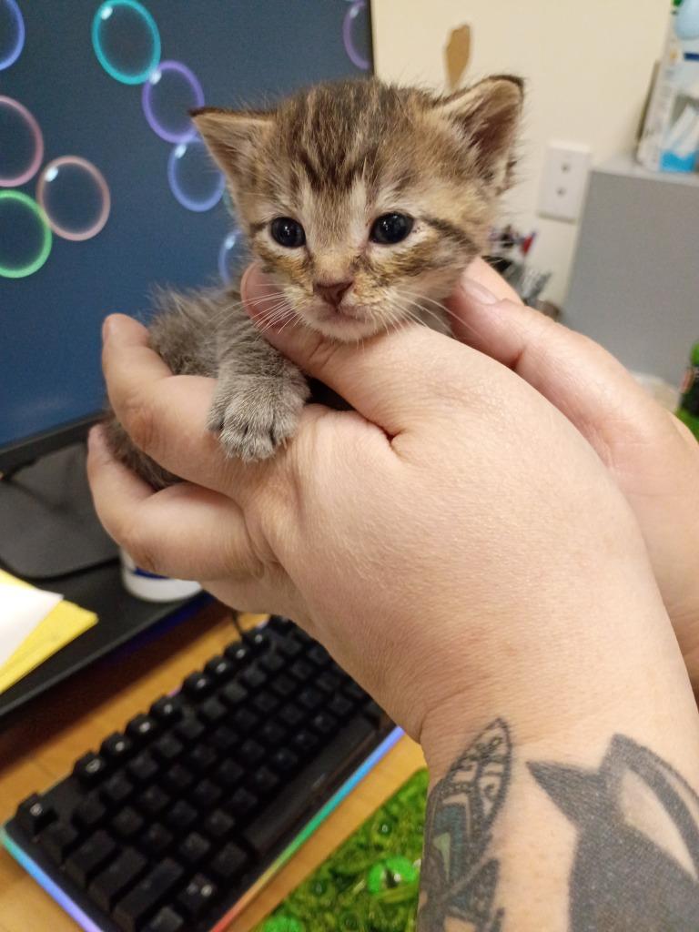 Enlarge Balsamic, a Adoptable mixed breed in Hamilton, OH image 1/1