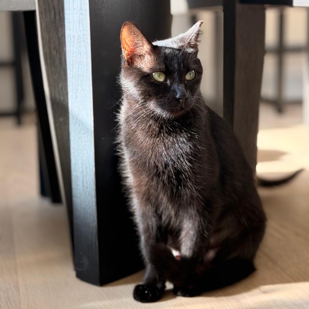 Enlarge Cha Cha, a Adoptable Domestic Short Hair in Austin, TX image 1/5