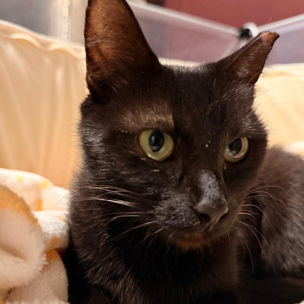 Enlarge Cha Cha, a Adoptable Domestic Short Hair in Austin, TX image 2/5
