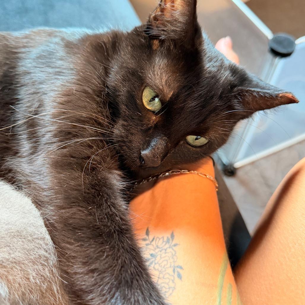 Enlarge Cha Cha, a Adoptable Domestic Short Hair in Austin, TX image 3/5