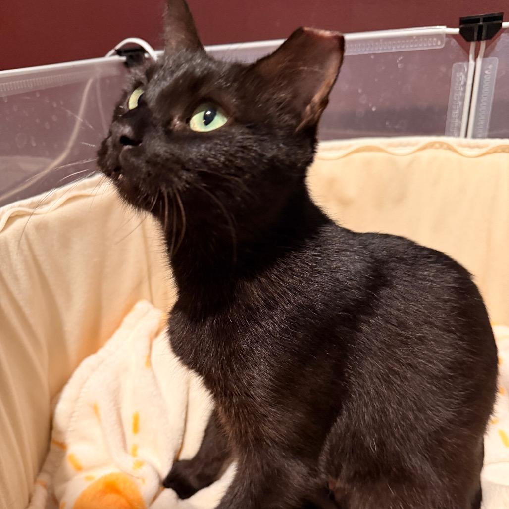 Enlarge Cha Cha, a Adoptable Domestic Short Hair in Austin, TX image 5/5