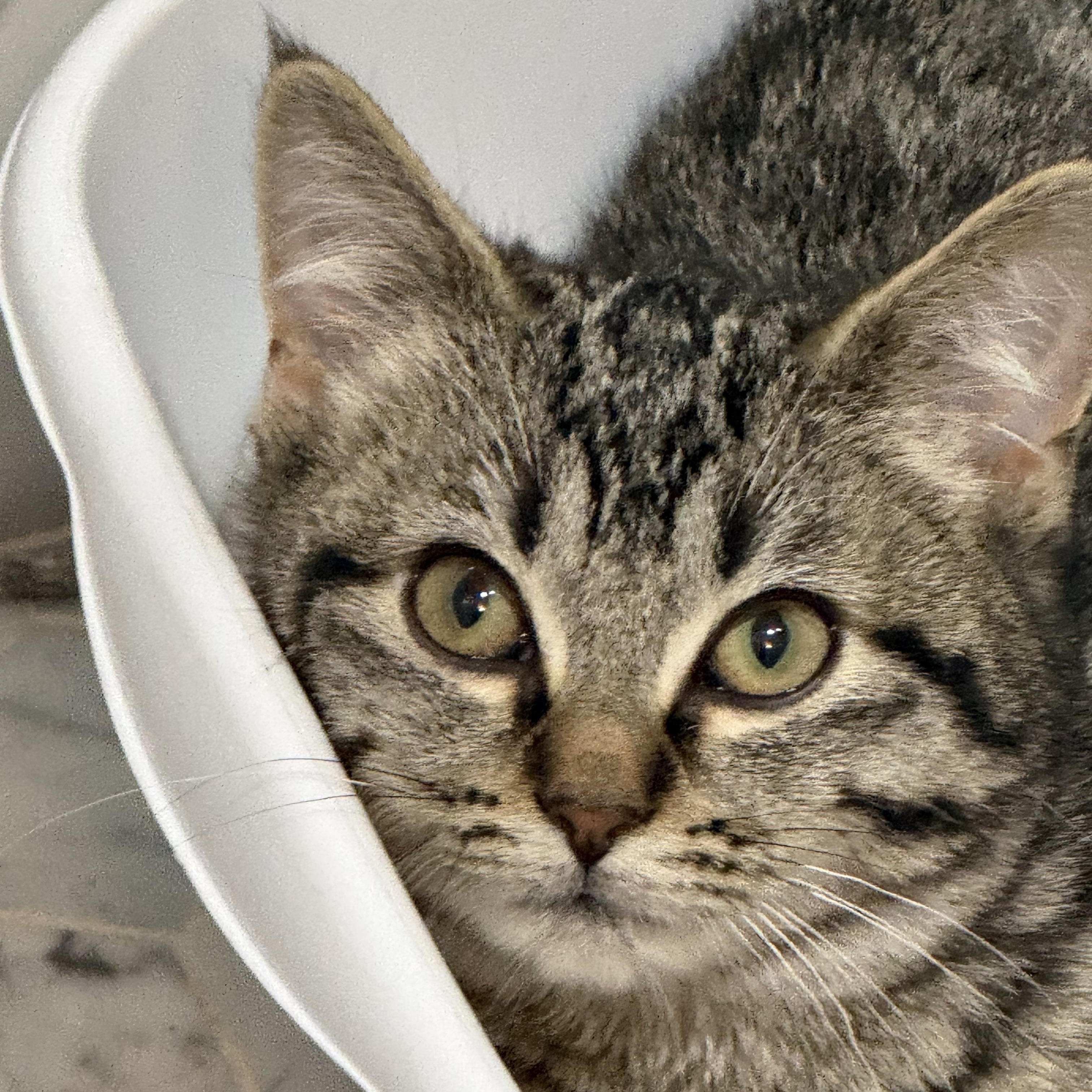 Enlarge Bells, an adopted Domestic Short Hair in Staten Island, NY image 1/2