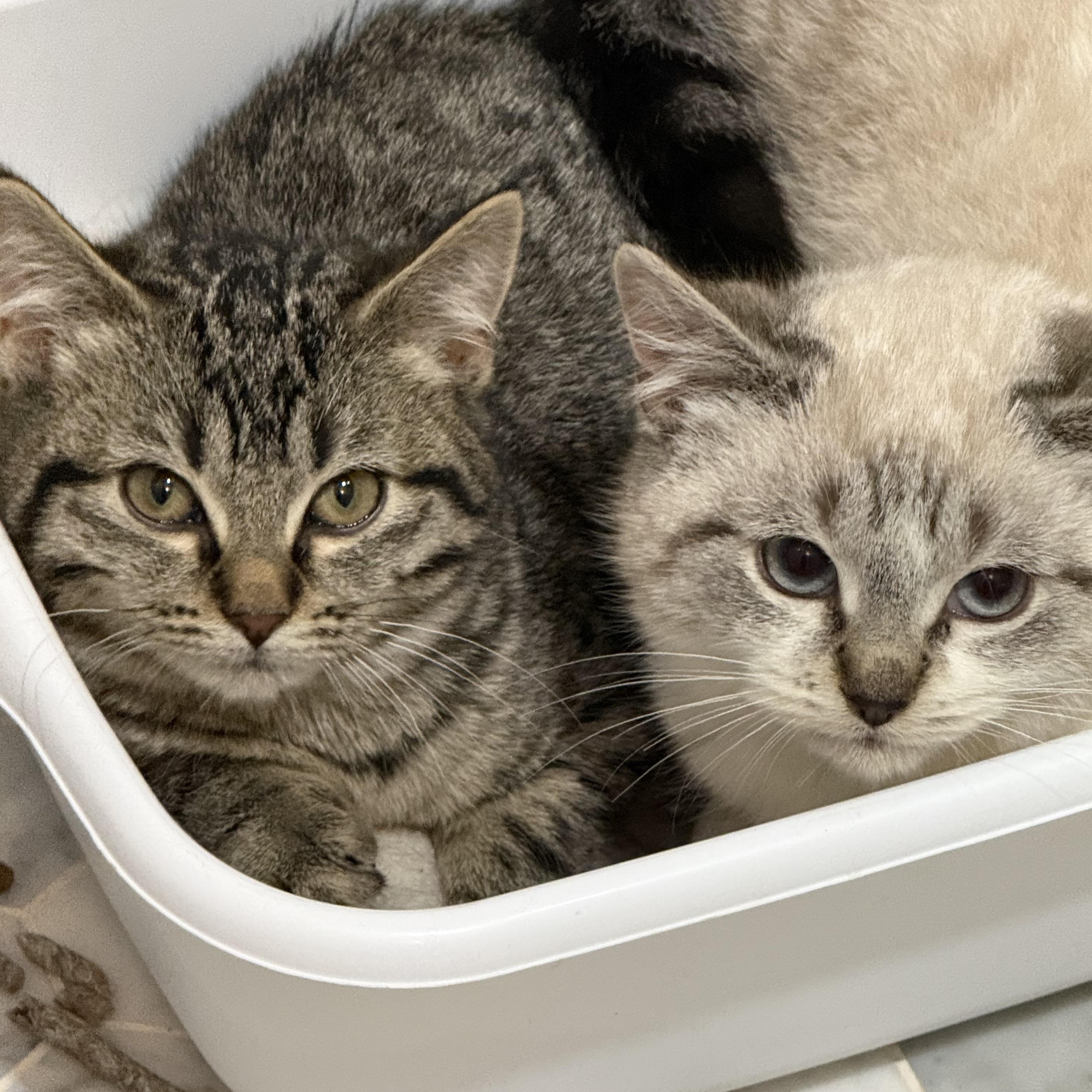 Enlarge Bells, an adopted Domestic Short Hair in Staten Island, NY image 2/2