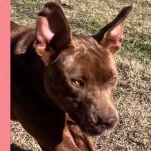 Enlarge Pippa, a Adoptable Terrier in Hackett, AR image 1/6