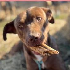 Enlarge Pippa, a Adoptable Terrier in Hackett, AR image 3/6