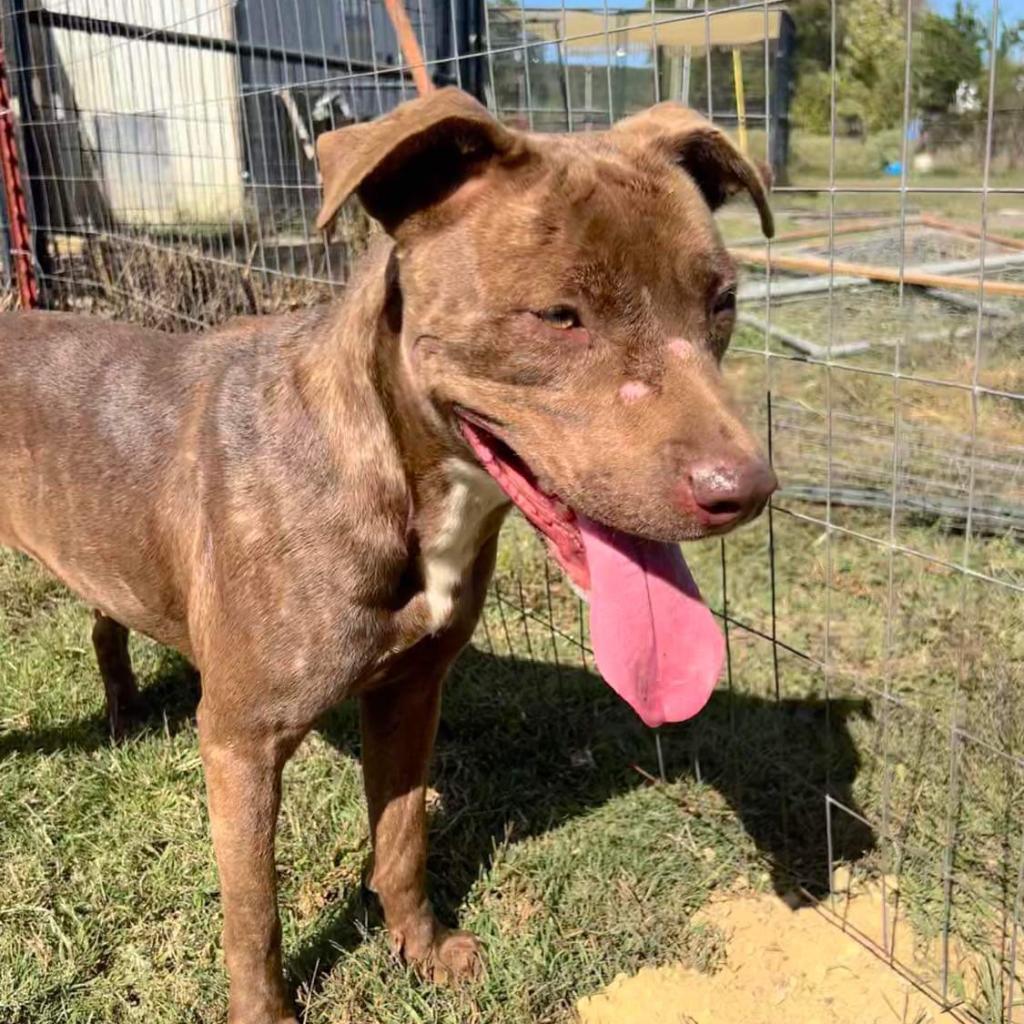 Enlarge Pippa, a Adoptable Terrier in Hackett, AR image 4/6