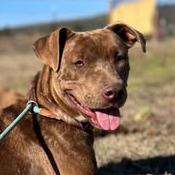 Enlarge Pippa, a Adoptable Terrier in Hackett, AR image 5/6