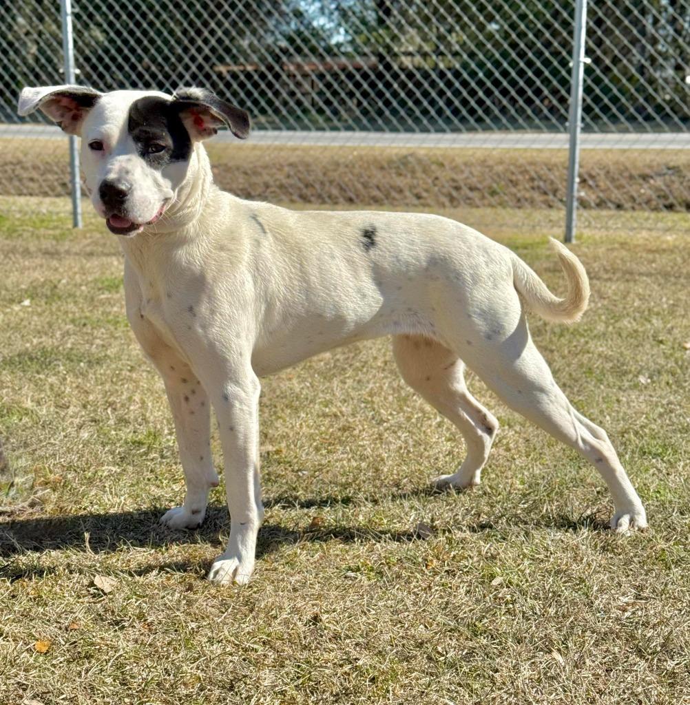 Enlarge Jules, a Adoptable mixed breed in Kingsland, GA image 1/1