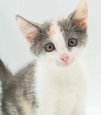 Brittany is a beauty inside and out!  Calico gem!! Dilute Calico Cat