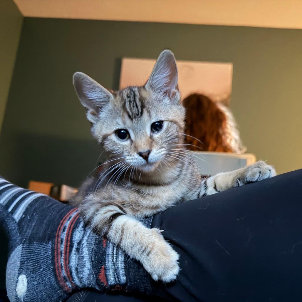 Enlarge Thyme, a Adoptable Domestic Short Hair in Springfield, MA image 1/4
