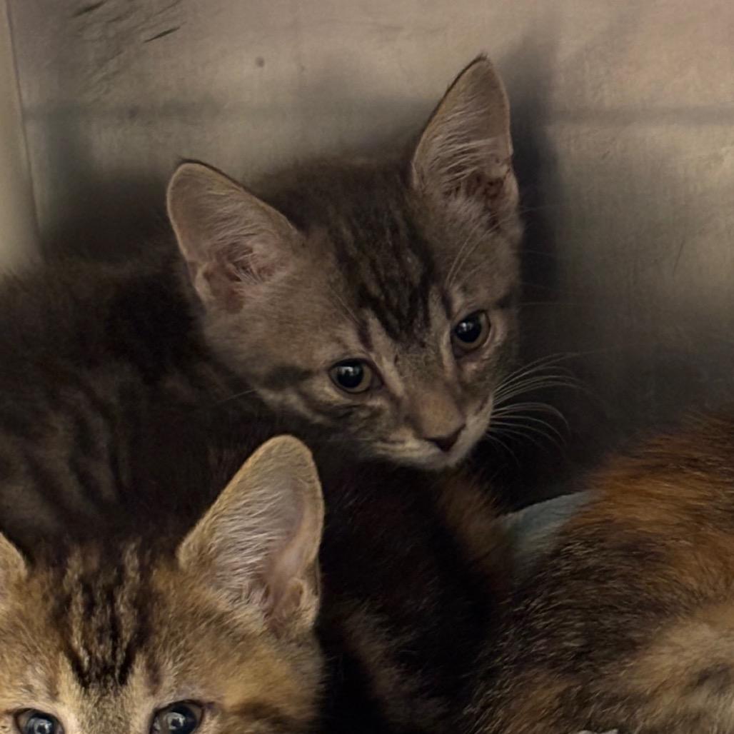 Enlarge Thyme, a Adoptable Domestic Short Hair in Springfield, MA image 2/4