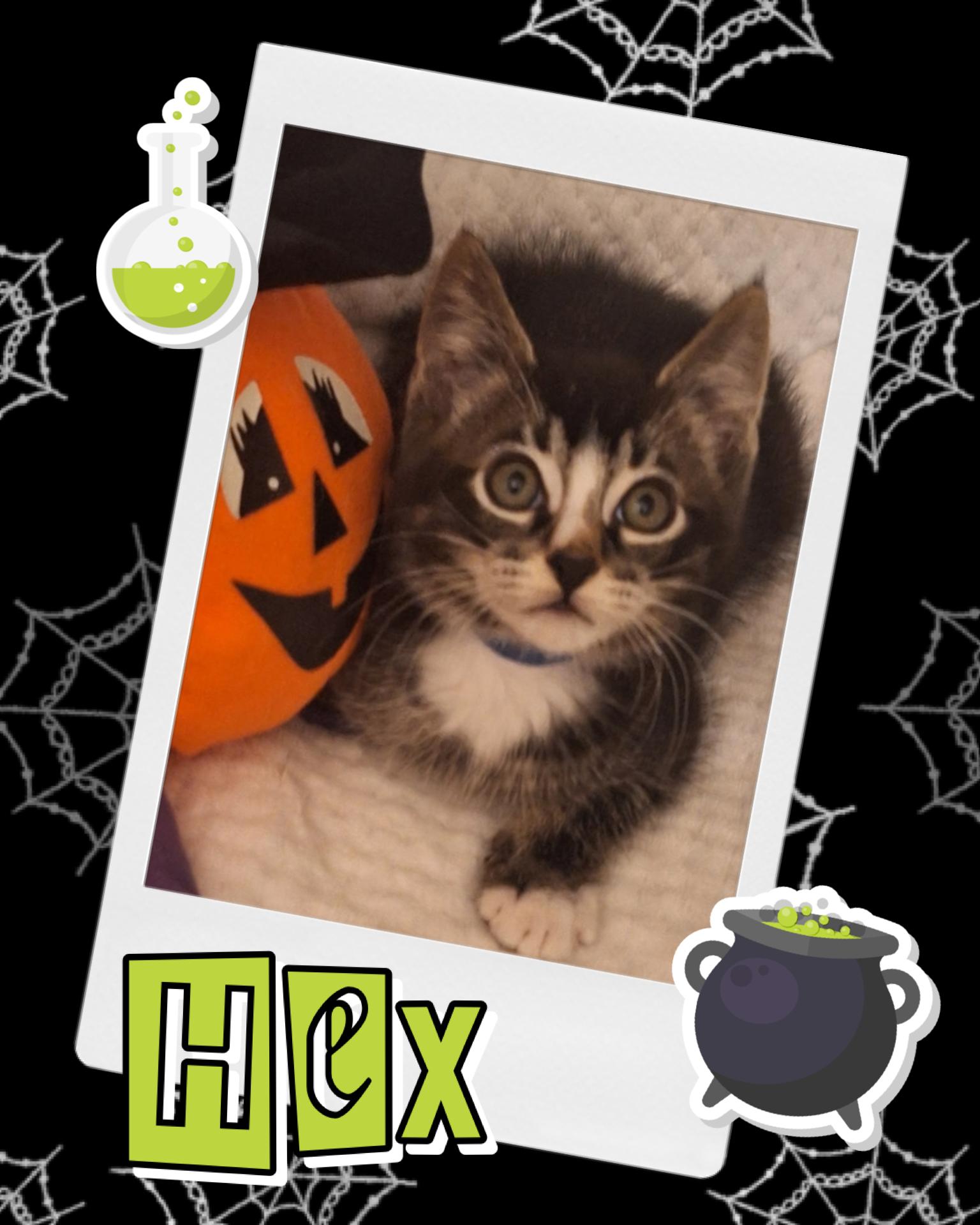 Hex photo