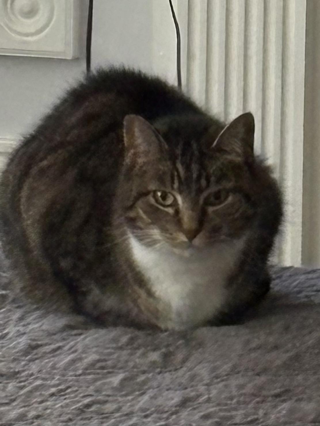 Patrick, Adult Male Domestic Short Hair