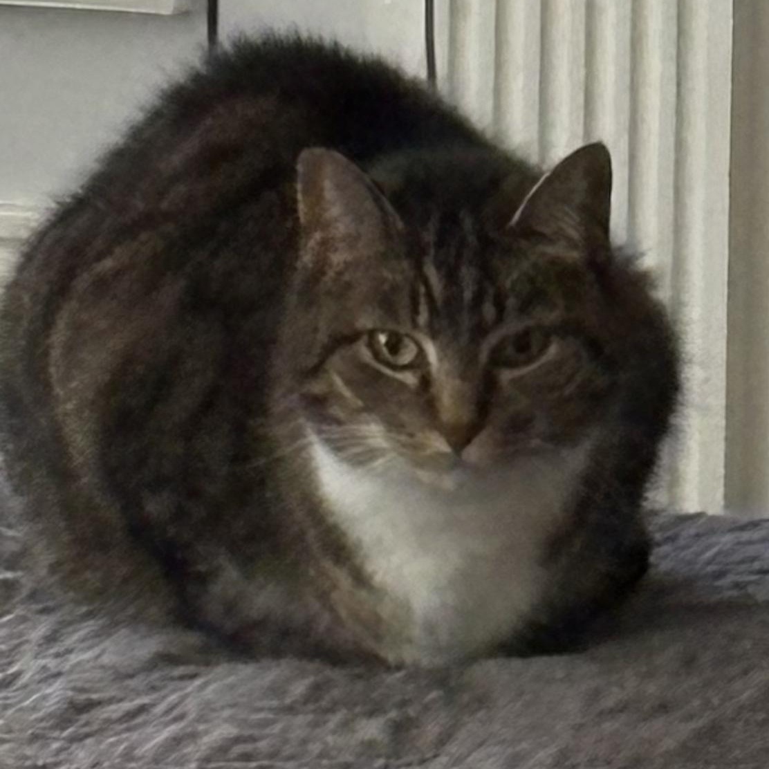 Patrick, a Adoptable mixed breed in Columbus, OH image 1/4