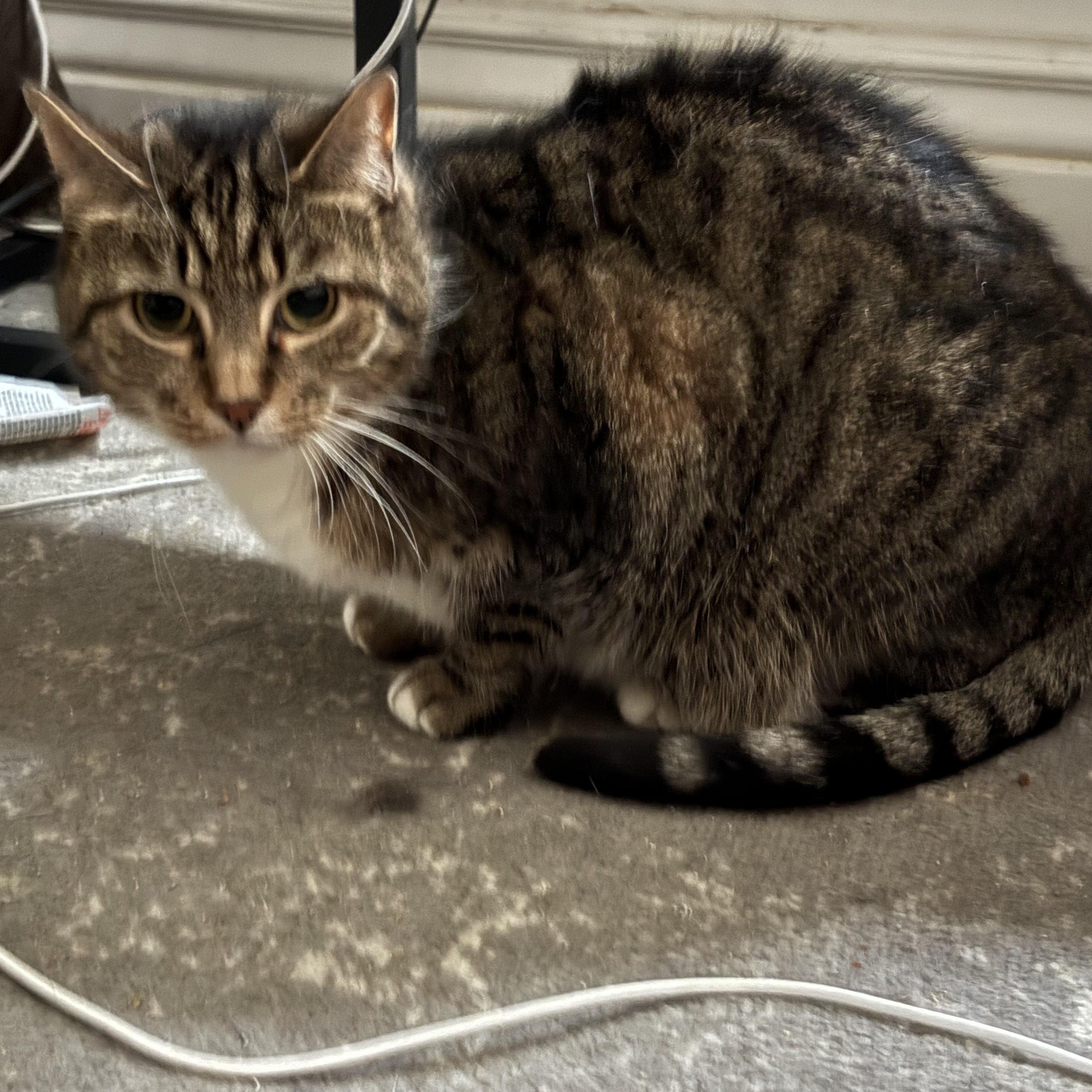 Patrick, a Adoptable mixed breed in Columbus, OH image 3/4