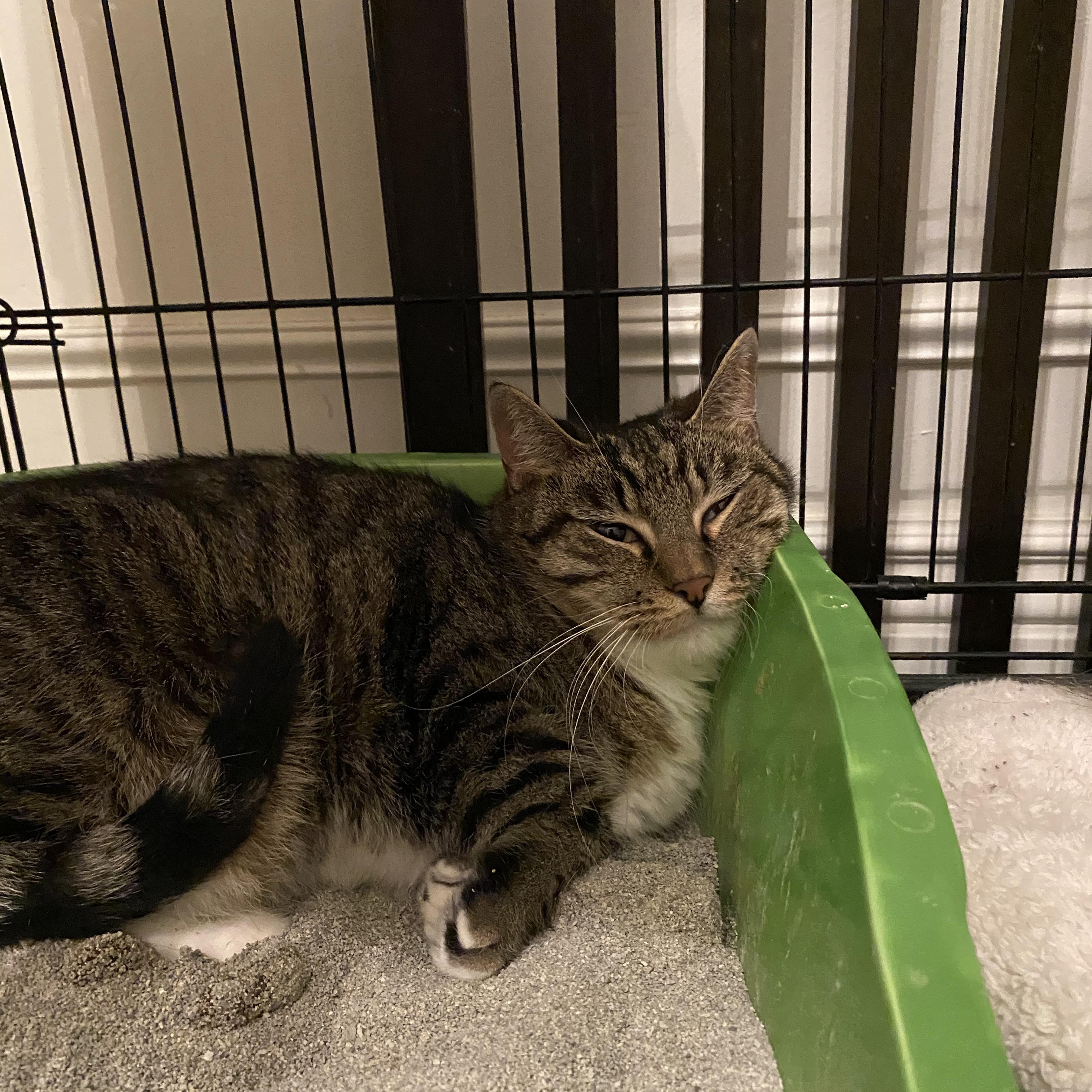 Patrick, a Adoptable mixed breed in Columbus, OH image 2/4