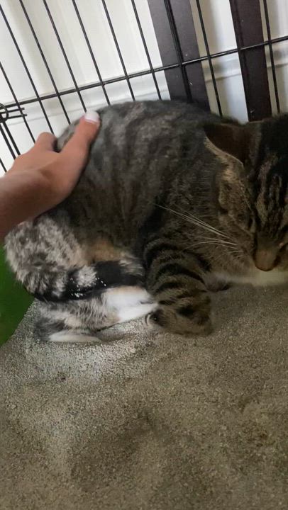 Enlarge Patrick, a Adoptable mixed breed in Columbus, OH video 4/4