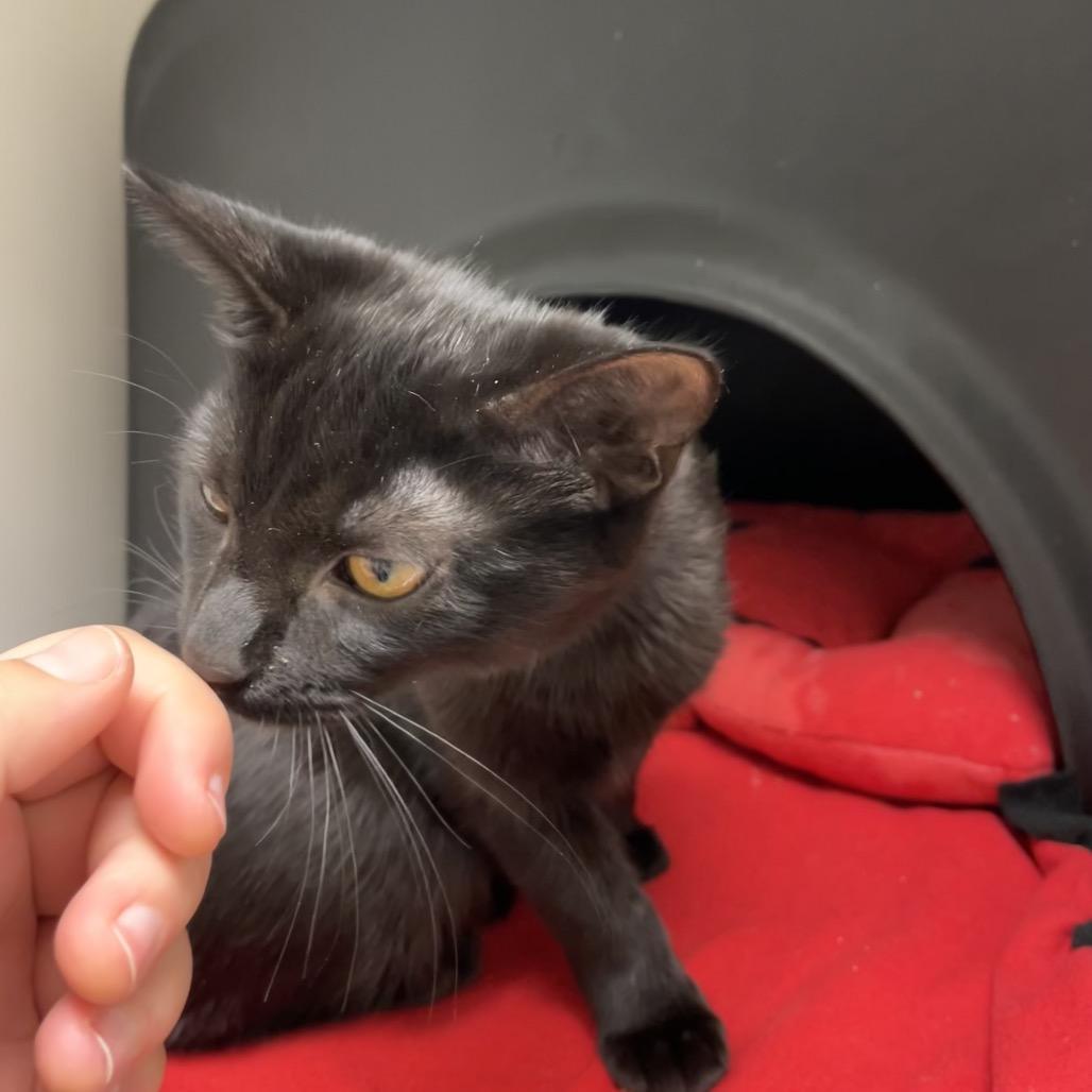 Enlarge Sadie, a Adoptable Domestic Short Hair in Nashville, TN image 1/4